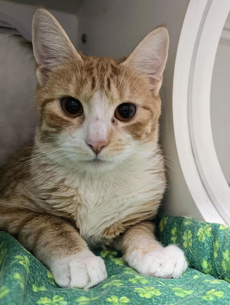 An adult medium-sized female White Domestic Short Hair cat named Sarafina for adoption in Amityville, NY