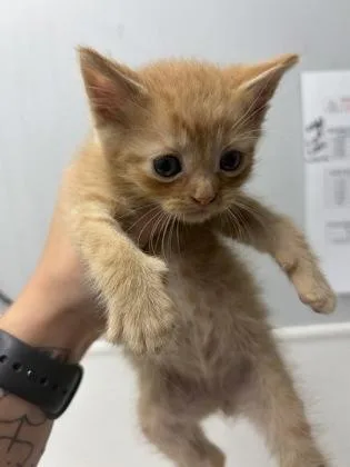 A baby small-sized female Domestic Short Hair cat named Phoenix for adoption in West Chester, PA