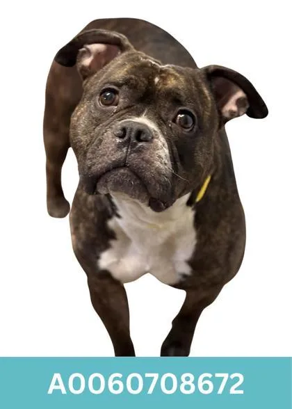 An adult medium-sized female Pit Bull Terrier dog named Tammy for adoption in Red Bluff, CA