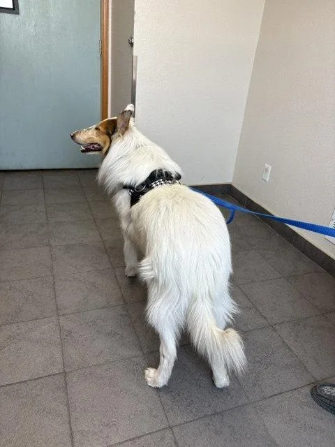 A senior large-sized male Collie dog named Bandit for adoption in Pueblo West, CO