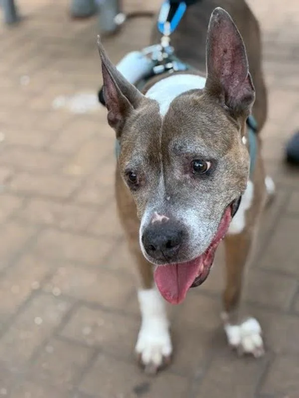 A senior large-sized unknown Pit Bull Terrier dog named Bella for adoption in Austin, TX
