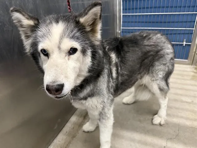An adult large-sized female Husky dog named Blinky for adoption in Camarillo, CA