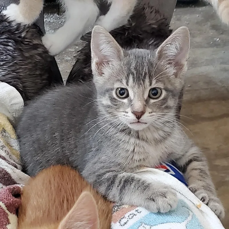 A baby small-sized male Gray / Blue / Silver Domestic Short Hair cat named Willie for adoption in Rochester, MN