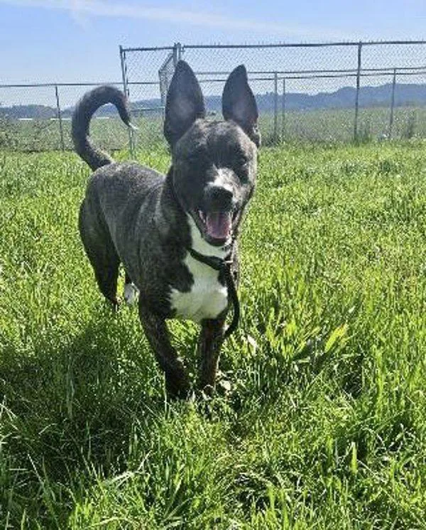 Milano Aka Millie thumbnail 3