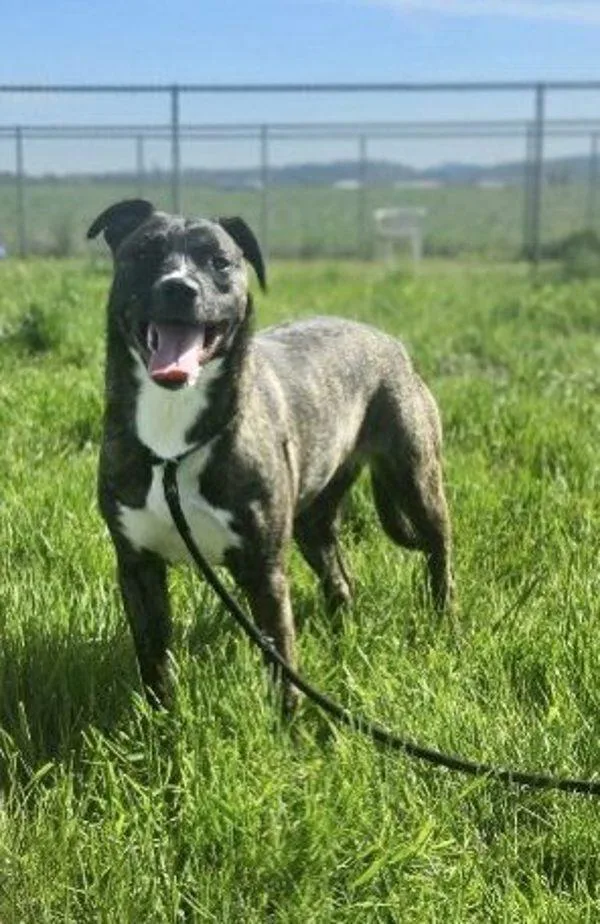 Milano Aka Millie thumbnail 4