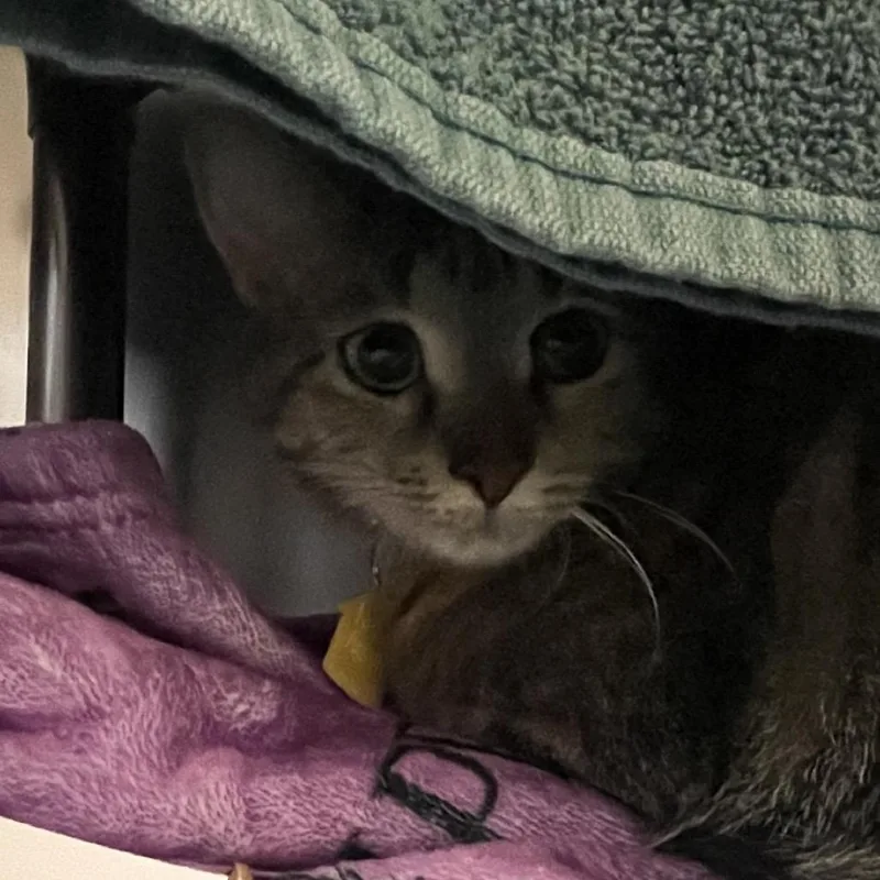 An adult medium-sized female Torbie Domestic Short Hair cat named Kylie for adoption in Springfield, MA