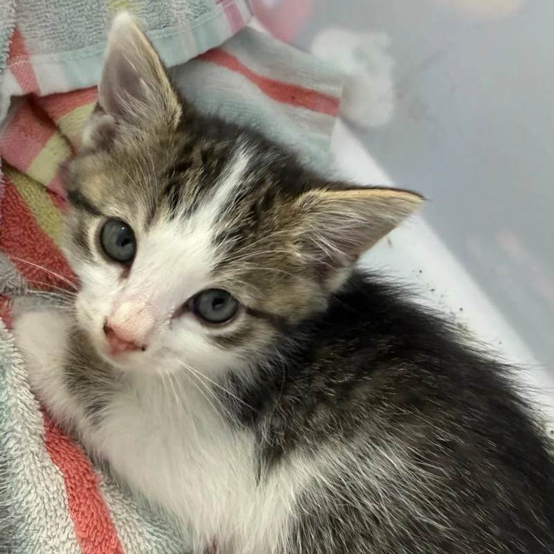 A baby small-sized female Black Domestic Short Hair cat named Helena for adoption in Watertown, NY