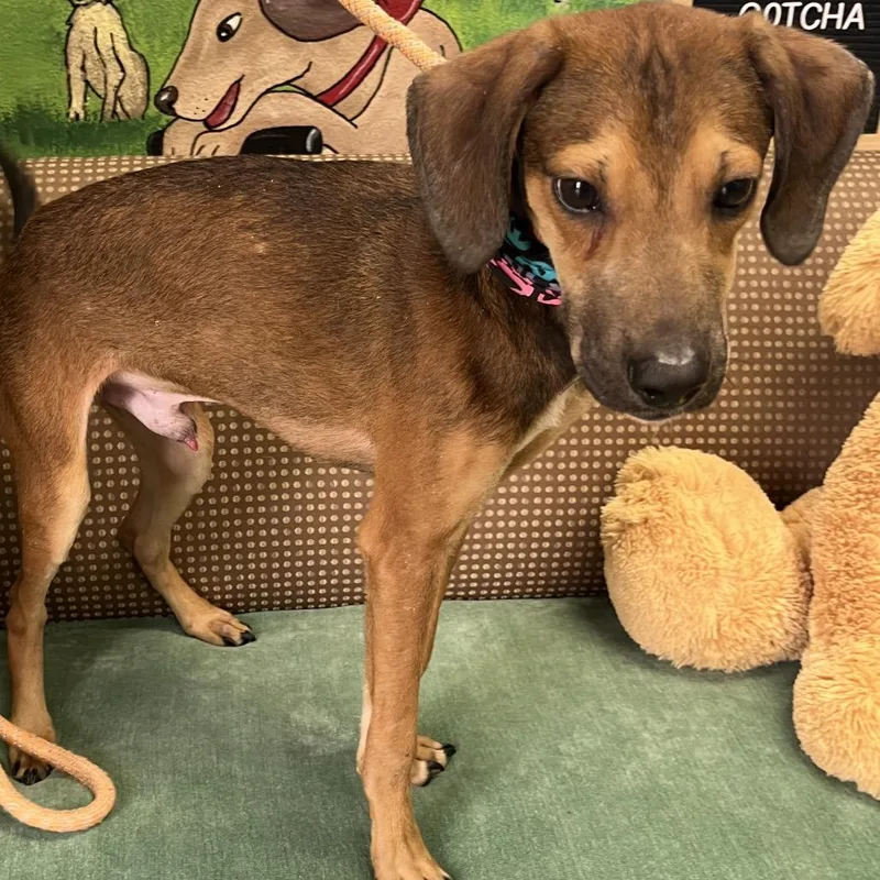 A young small-sized male Brown / Chocolate Hound dog named Hammy for adoption in Palestine, TX