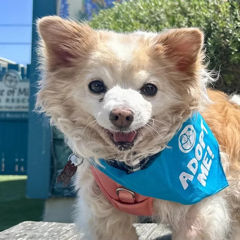A senior small-sized male Apricot / Beige Pomeranian dog named Cream Corn for adoption in Pacific Grove, CA
