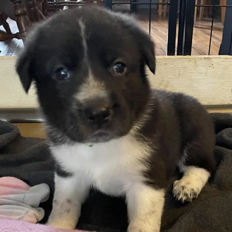 A baby large-sized female Black Shepherd dog named Laila for adoption in Jarrettsville, MD