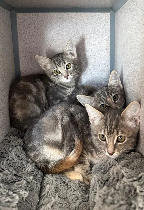A baby medium-sized female Domestic Short Hair cat named Berries Bean and for adoption in Gardnerville, NV