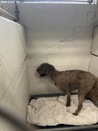 An adult medium-sized male Standard Poodle dog named Colt for adoption in Gainesville, FL