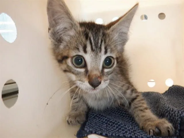 A baby small-sized male Domestic Short Hair cat named Thomas for adoption in San Jose, CA
