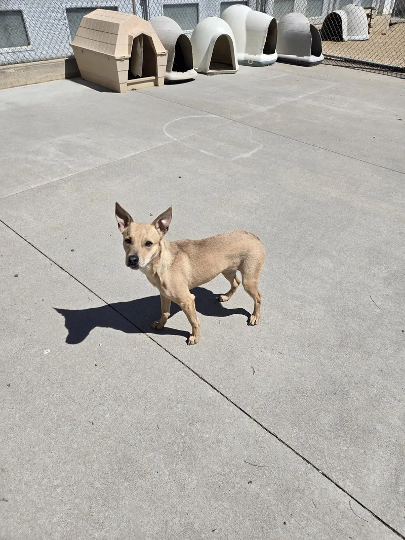 An adult medium-sized female Terrier dog named Jenny for adoption in Maquoketa, IA