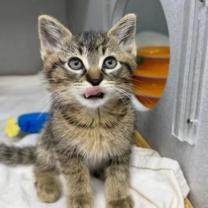 A baby small-sized male Black Domestic Short Hair cat named Walker for adoption in Atlanta, GA