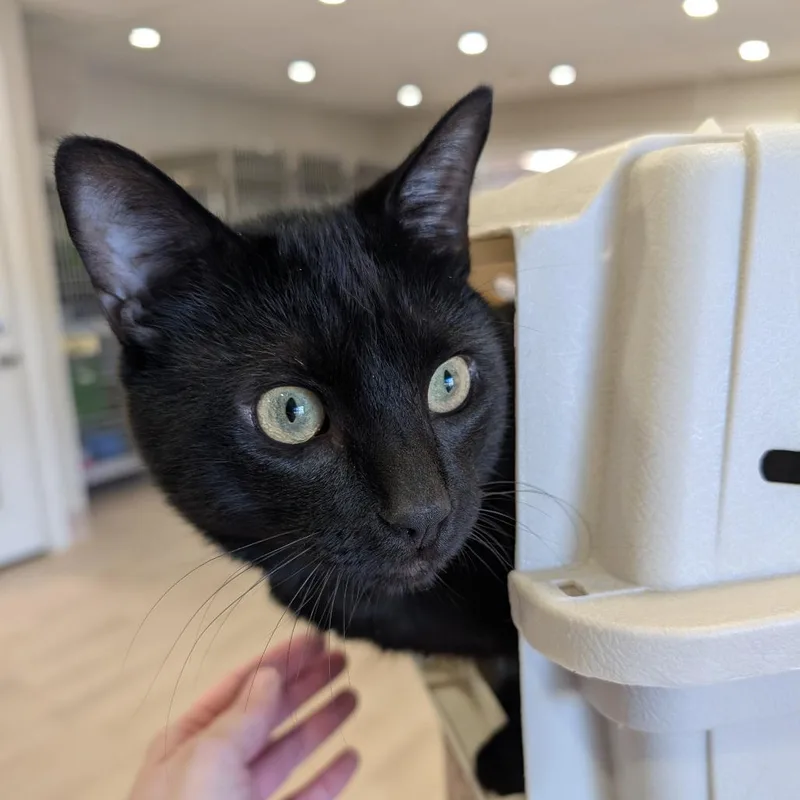 An adult medium-sized male Black Domestic Short Hair cat named Versace for adoption in Spokane, WA