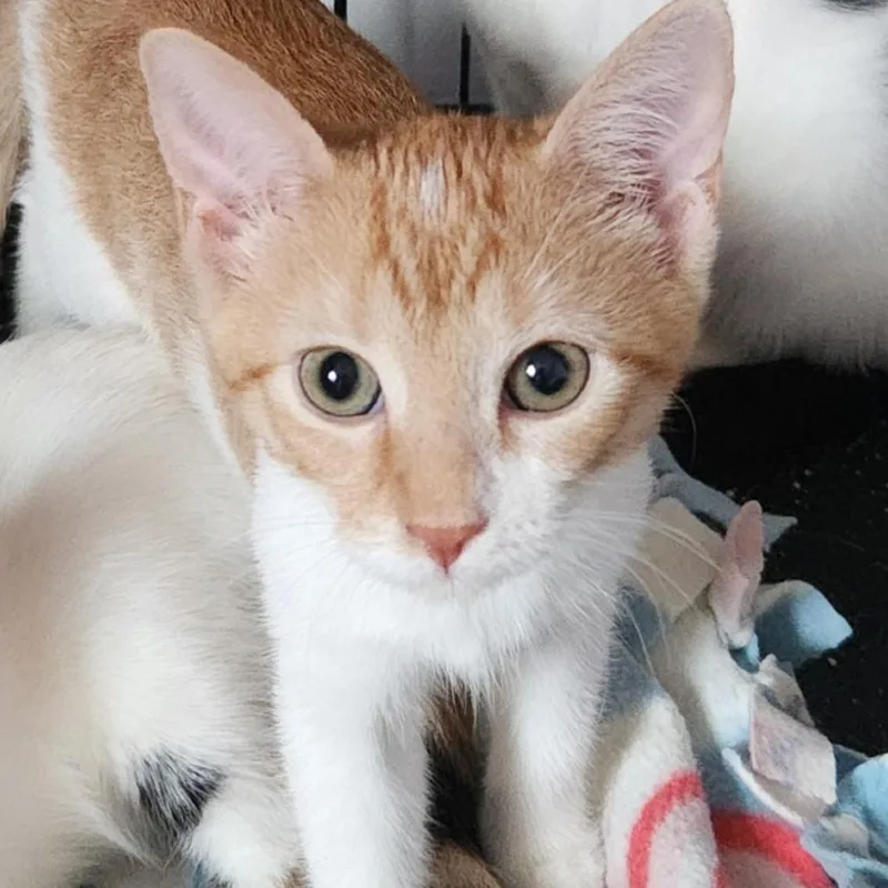 A baby small-sized female Orange / Red Domestic Short Hair cat named Mini for adoption in Providence, RI