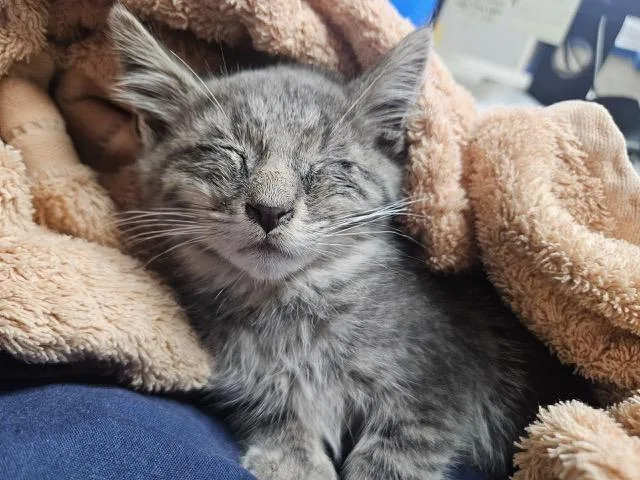 A baby medium-sized male Tabby (Gray / Blue / Silver) Domestic Short Hair cat named Ritz for adoption in New York, NY