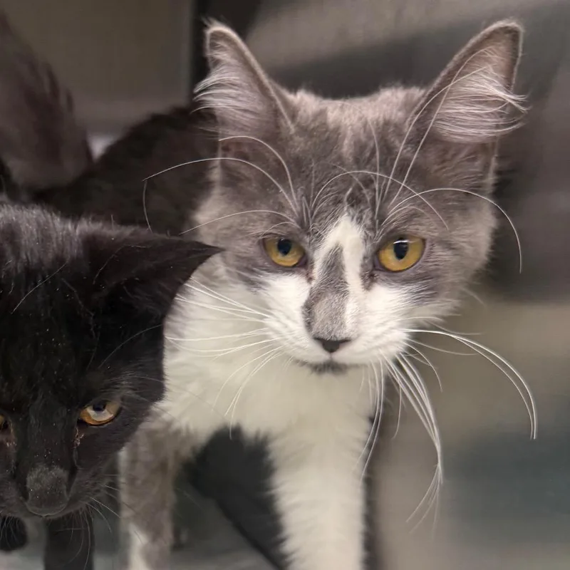 A baby medium-sized female Domestic Medium Hair cat named Mittens for adoption in Spokane, WA