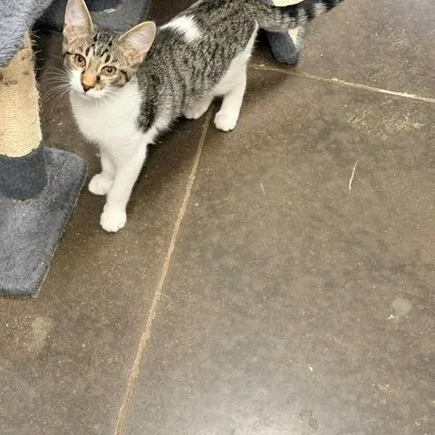 A baby small-sized male Domestic Short Hair cat named Jerry for adoption in Horn Lake, MS