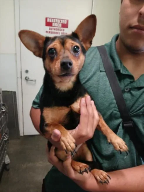 A young small-sized female Chihuahua dog named Suzie for adoption in Los Angeles, CA