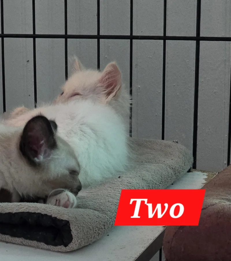 A baby small-sized male Flame Point Siamese cat named Two for adoption in Buena Vista, VA