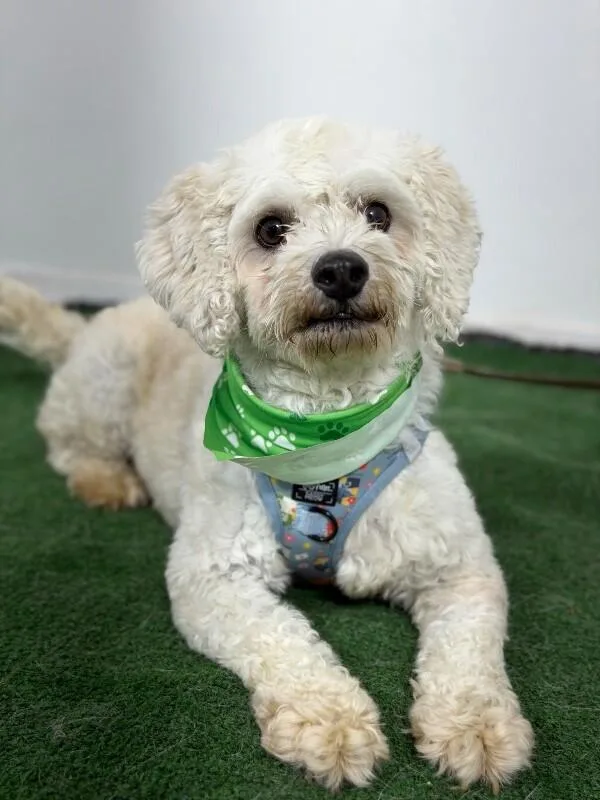 A young small-sized male White / Cream Bichon Frise dog named Wasabi for adoption in Carlsbad, CA
