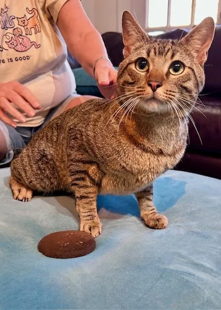 A young medium-sized male Tabby (Gray / Blue / Silver) Domestic Short Hair cat named Baxter for adoption in Houston, TX