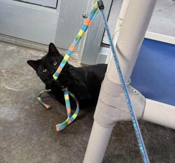 An adult small-sized male Domestic Short Hair cat named Just Jack for adoption in Austin, TX