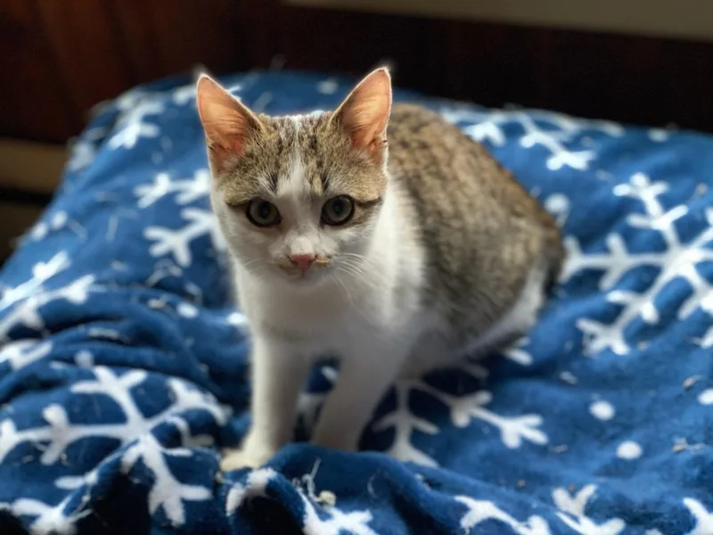 Tiny Tot thumbnail 2