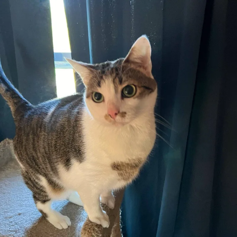 Tiny Tot thumbnail 3