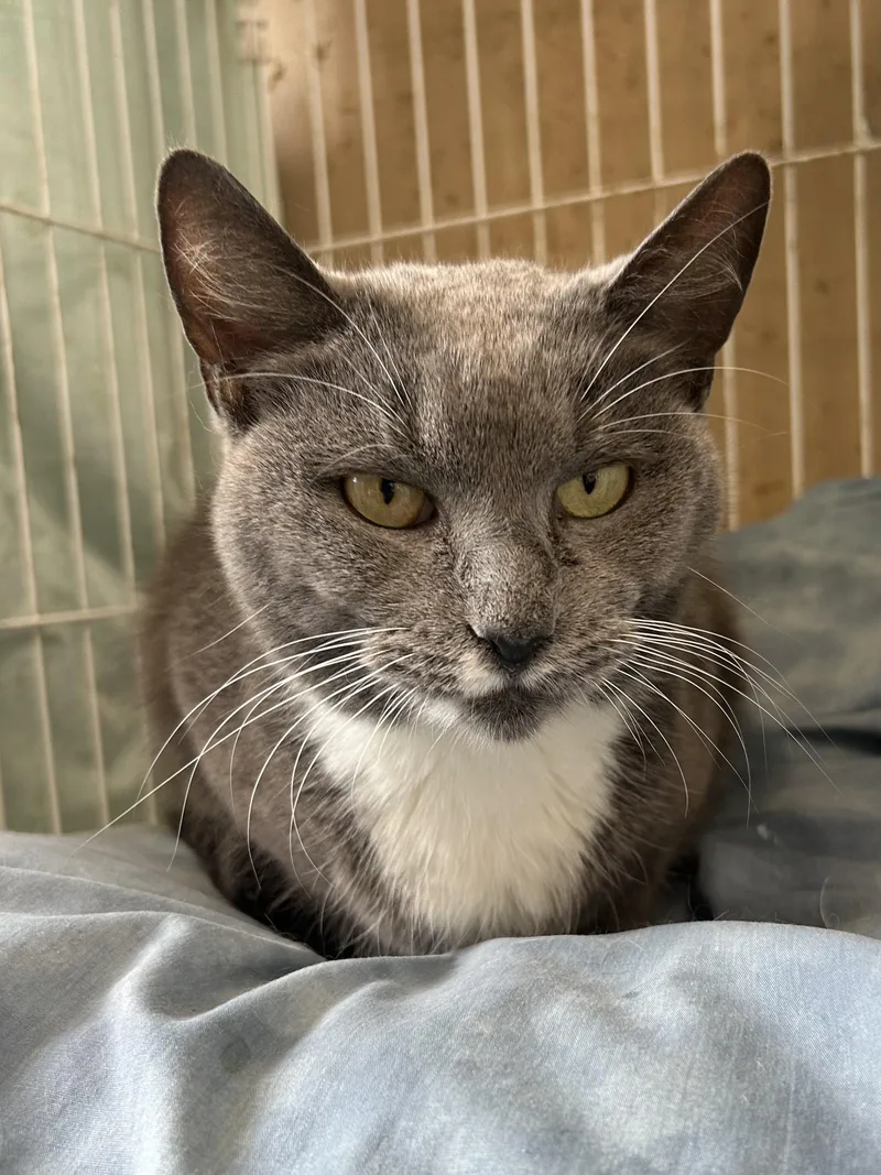 An adult medium-sized female Gray & White Domestic Short Hair cat named Bluebelle for adoption in Mokena, IL