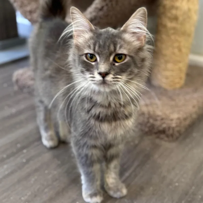 A young small-sized female Domestic Medium Hair cat named Love Is New for adoption in Fredericksburg, VA