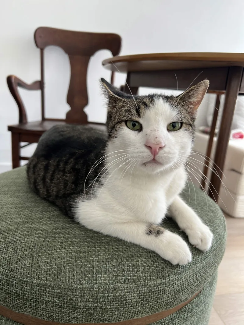 An adult medium-sized male White Domestic Short Hair cat named Earl for adoption in Weehawken, NJ