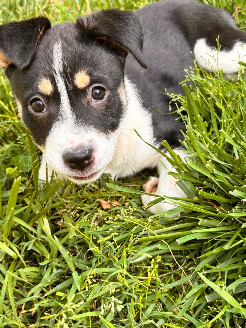 A baby small-sized female Australian Cattle Dog / Blue Heeler dog named Willow for adoption in Winder, GA