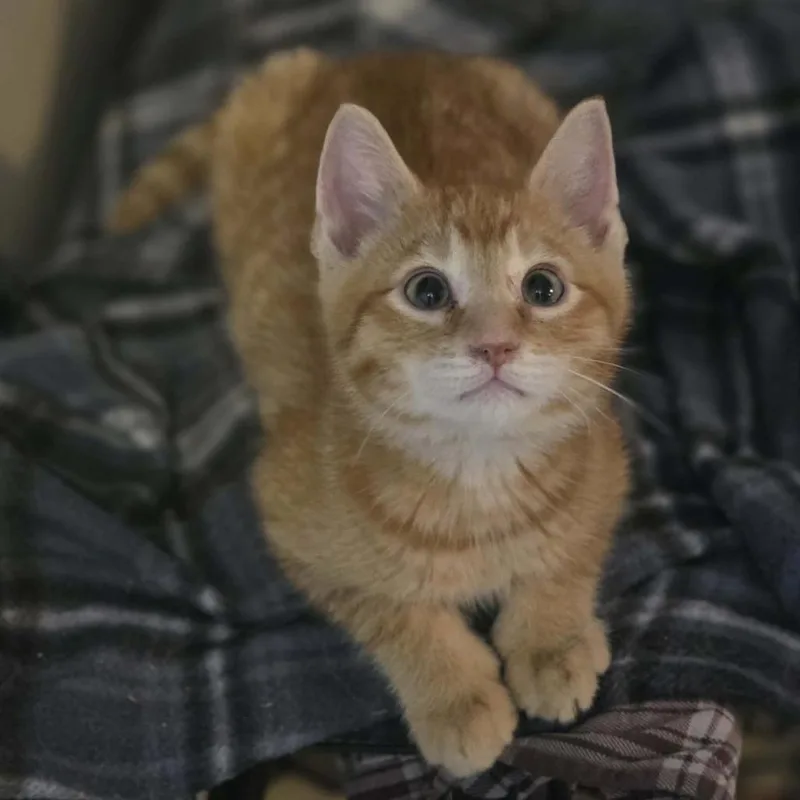 A baby small-sized male Orange / Red Domestic Short Hair cat named Sardine Casper for adoption in Eagle Mountain, UT