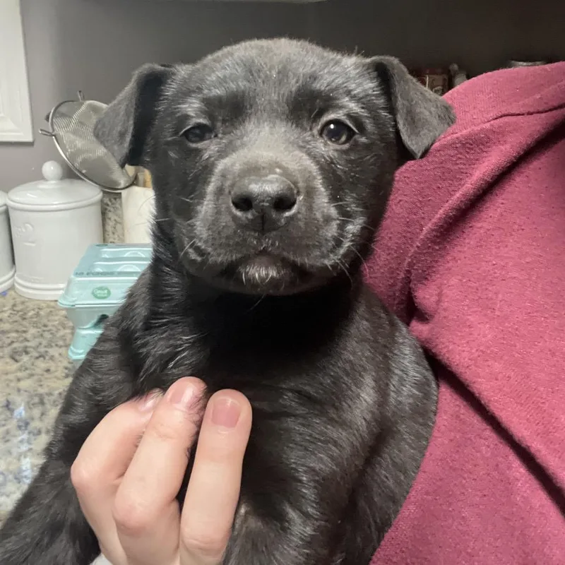 Ct Hermione Granger thumbnail 4