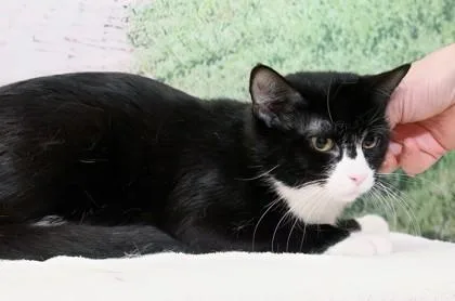 An adult medium-sized female Domestic Short Hair cat named Sheena for adoption in West Chester, PA