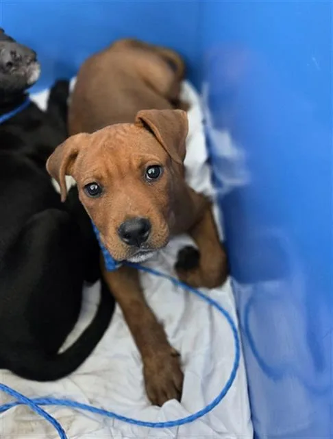 A baby large-sized female Mixed Breed dog named Daphne for adoption in Dallas, TX