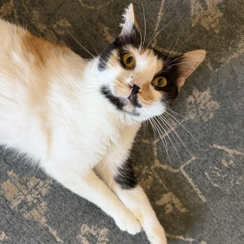 An adult medium-sized female White Domestic Short Hair cat named Luna for adoption in San Diego, CA