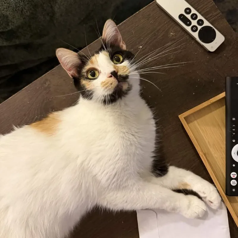 Luna thumbnail 2