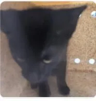 A baby medium-sized male Domestic Short Hair cat named Krusty Krab for adoption in West Chester, PA