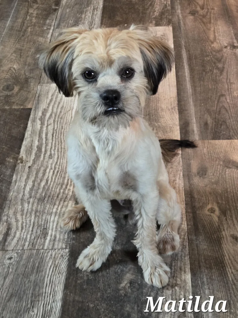 A young small-sized female Golden Wheaten Terrier dog named Matilda for adoption in Edinburg, TX