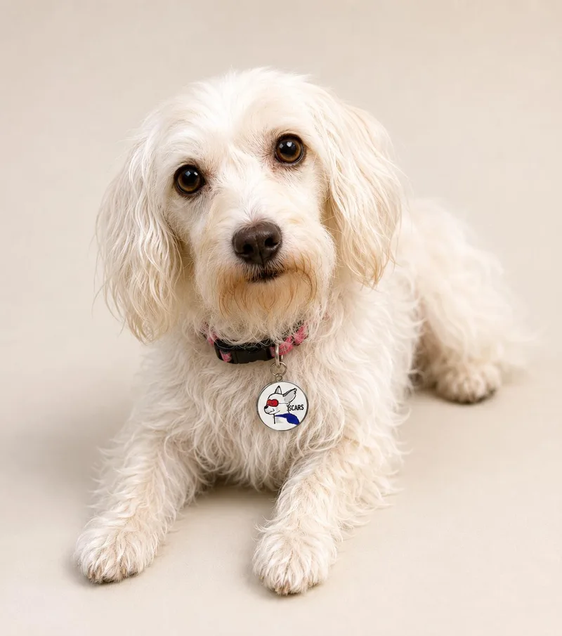 A young small-sized female Apricot / Beige Terrier dog named Mirage for adoption in Glendora, CA