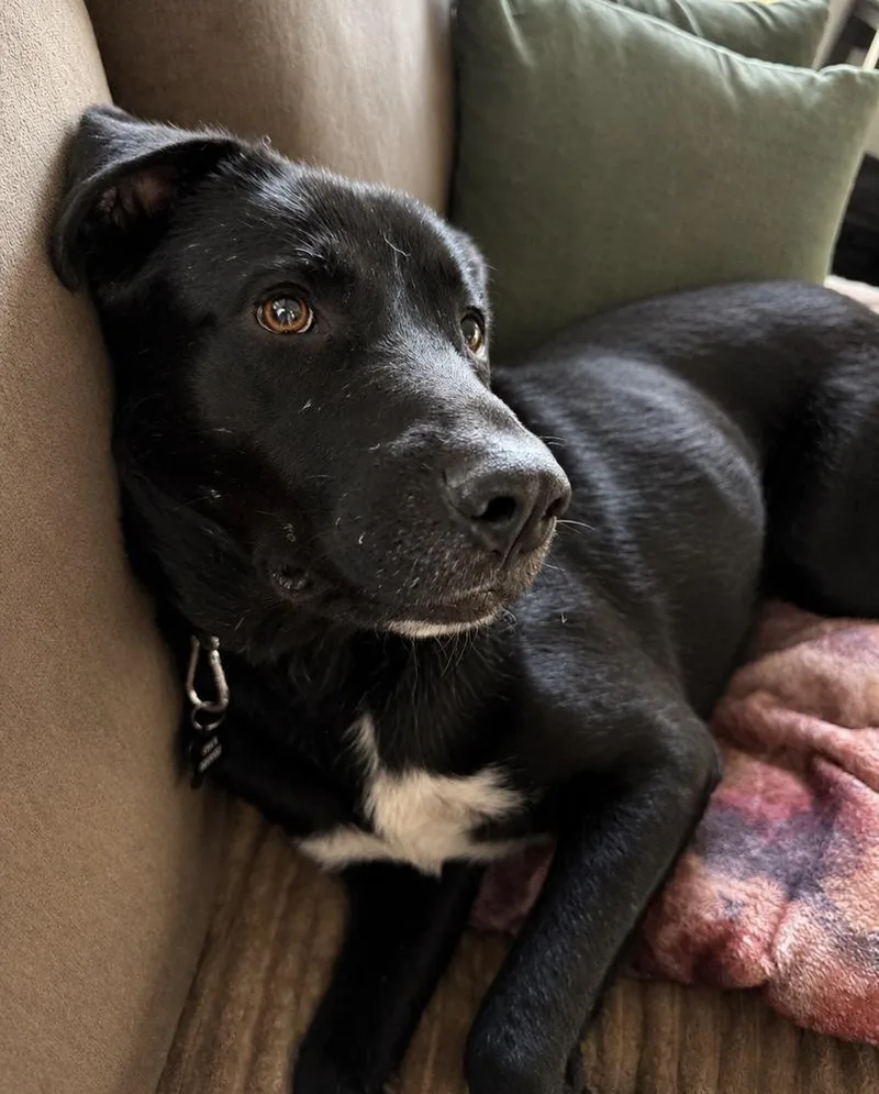Evie