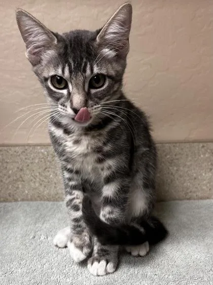 A young small-sized female Domestic Short Hair cat named Pitufina for adoption in Phoenix, AZ