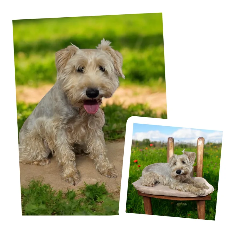 An adult small-sized male White / Cream Miniature Schnauzer dog named Winston for adoption in Dallas, GA