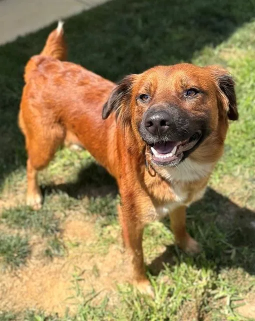 A young medium-sized female Chow Chow dog named Ginger for adoption in Leesburg, VA