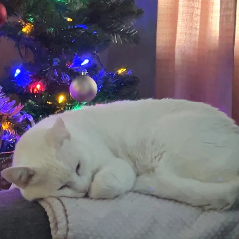 A senior large-sized female White Domestic Short Hair cat named Sugar for adoption in Brookfield, WI
