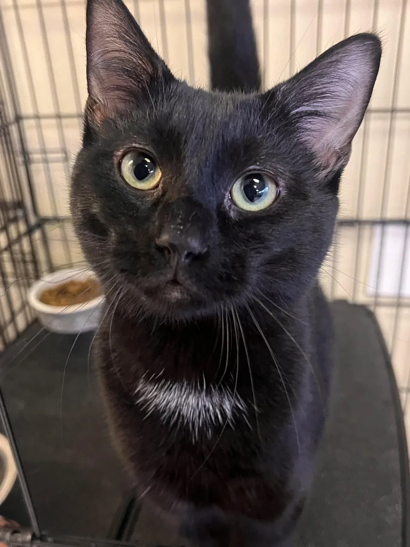 An adult medium-sized male Black Domestic Short Hair cat named Bozzi for adoption in Georgetown, KY